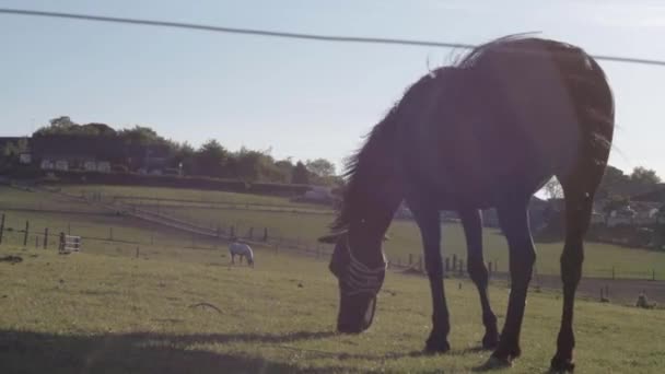 Brown Horse Grazing Field Wide Panning Shot — Stock Video