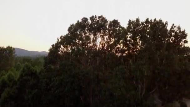 Aereo Drone Sparato Volando Rivelando Tramonto Dietro Alcuni Alberi Tordera — Video Stock