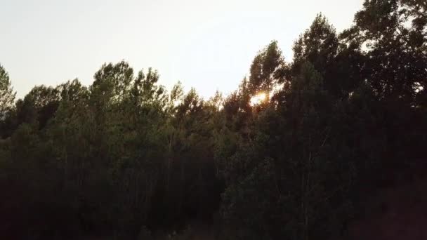 Aerial Drone Shot Flying Revealing Sunset Trees Forest Tordera Spain — ストック動画