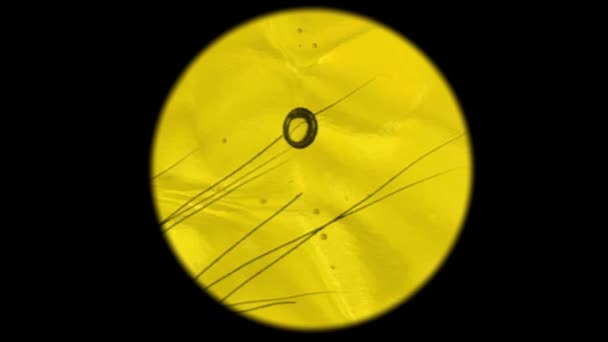 Желтый Гель Шампунь Микрорастением Длинные Шпильки Нитей Микроскопом — стоковое видео
