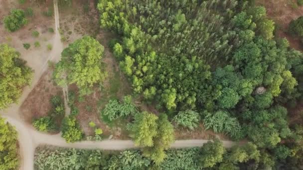 Aerial Top Shot Green Forest Lots Trees Paths Tordera Spain — Vídeo de Stock