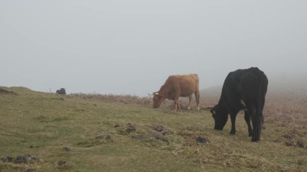Highland Cows Eating Grass Misty Morning Laurel Forest Laurissilva Madeira — Stockvideo