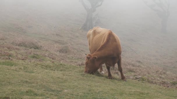 Stable Shot Brown Highland Cow Eating Grass Laurissilva Forest Mist — Video