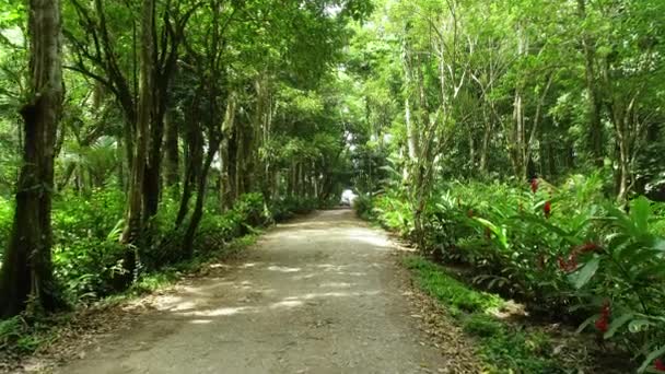 Beautiful Road Forest Car Coming — Vídeo de Stock