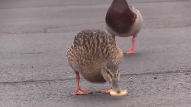 Wild Female Mallard Duck Eating Food Asphalt Road Looking Male — Stockvideo