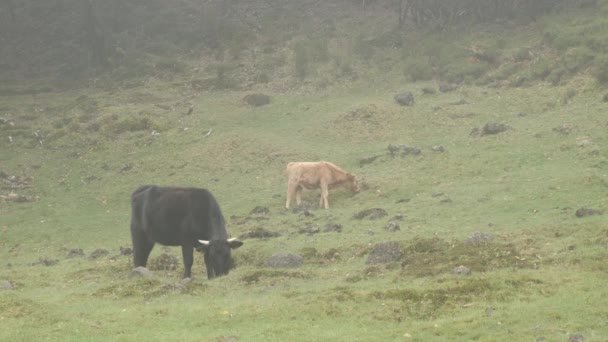 Cows Herding Laurissilva Forest Mist Weather Madeira Island — Stok Video