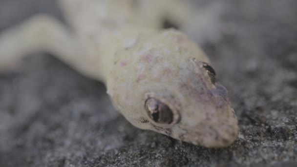 House Gecko Eyes Closeup Laying Rock — Stock video