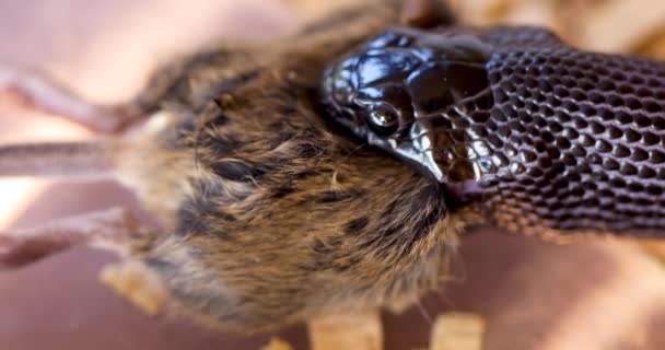 Pet Mexican Black Kingsnake Engulfing Entire Rodent Close Capture — Αρχείο Βίντεο