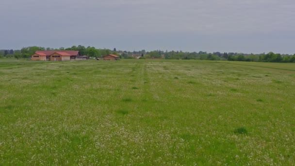 Drone Flight Big Field Dandelion Flowers Rising Speed Flight View — стокове відео