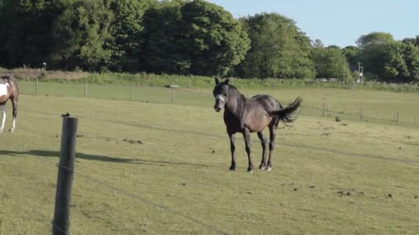 Dark Brow Horse Fence Pasture Wide Shot Panning Shot — Vídeo de Stock
