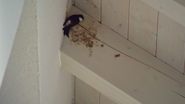 Dirty Place Wooden House Roof Two Swallows Try Install Nest — Vídeo de stock