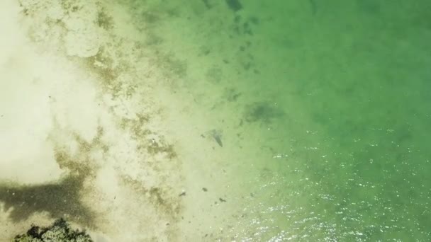 Manatee Swimming Clear Ocean Water Florida Endangered Species Aerial View — Stok video