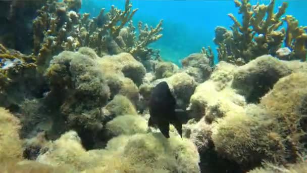 Fish Underwater Coral Reef Brazil — Vídeo de Stock