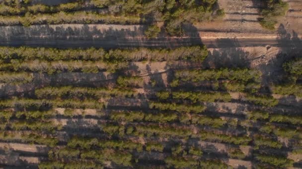 Top Shot Ascending Crop Vineyard Fields Porto Santo Island — kuvapankkivideo