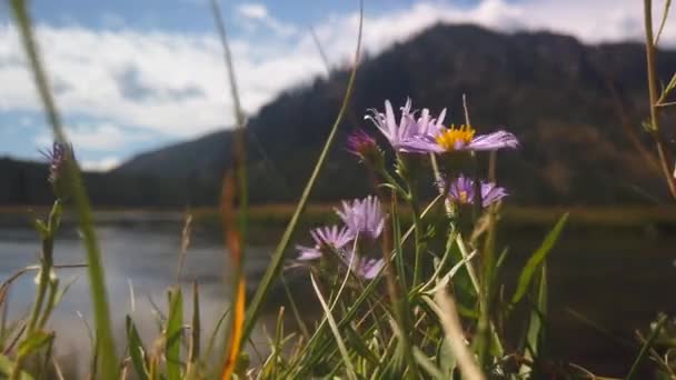 Purple Wild Flowers Seen Blowing Wind Lake Mountain Seen Background — Wideo stockowe