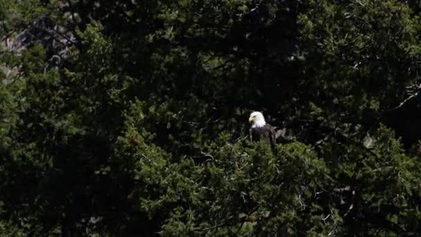 Bald Eagle Seen Perched Large Pine Tree Windy Day — Vídeos de Stock