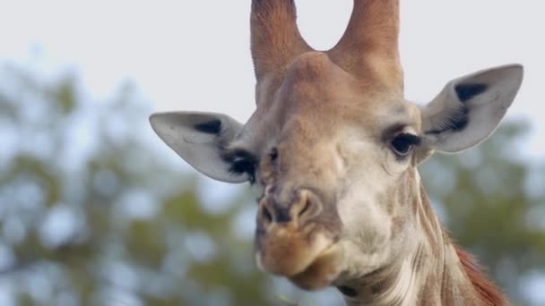 Macro Shot Giraffe Head While Munching Its Food Kruger National — Stok Video