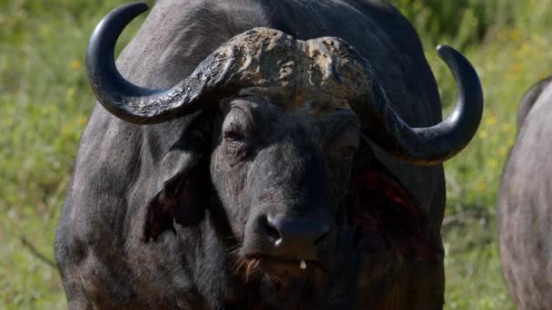 African Buffalo Looking Camera While Standing Grassland Kruger National Park — Wideo stockowe