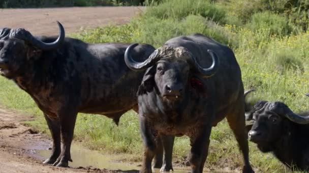 African Buffalos Standing Looking Straight Camera Kruger National Park South — 图库视频影像