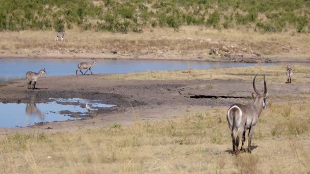 Group Waterbuck Standing Grass River Kruger National Park South Africa — 비디오