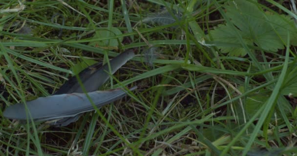 Black Feather Blood Spots Bird Lies Grass Close High Angle — Stockvideo