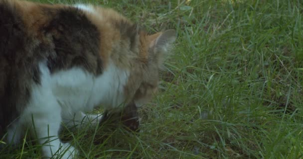 Norwegische Waldkatze Frisst Gerade Gejagten Sperling Auf Grünem Gras Nahaufnahme — Stockvideo