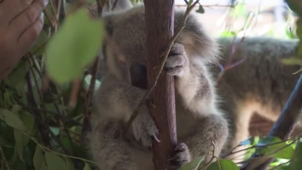 Baby Koala Resue Habitat Being Disturbed Handler Cute Cuddly — Stockvideo