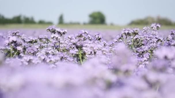 Zblízka Fialové Kvetoucí Phacelia Med Rostlina Včela Létající Kolem Sbírat — Stock video