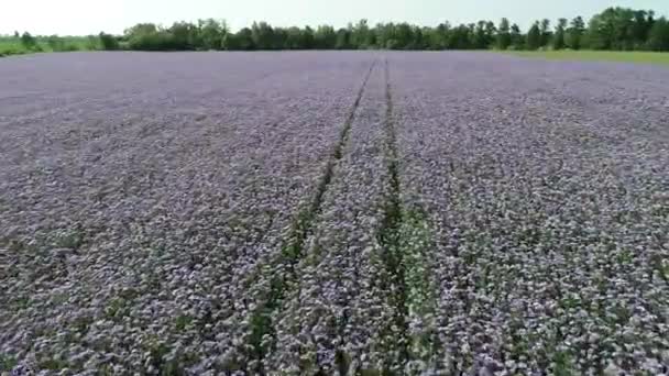 Drone Voar Acima Campo Verde Roxo Colorido Phacelia Scorpionweed Heliotrope — Vídeo de Stock