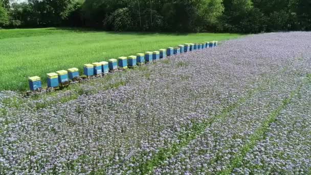 Drone Fly Phacelia Fields Purple Blooming Flower Rural Natural Landscape — Vídeos de Stock
