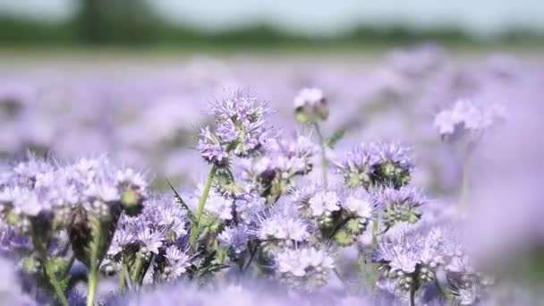 Close Plant Flower Phacelia Scorpionweed Heliotrope Moving Wind Sunny Day — Vídeos de Stock