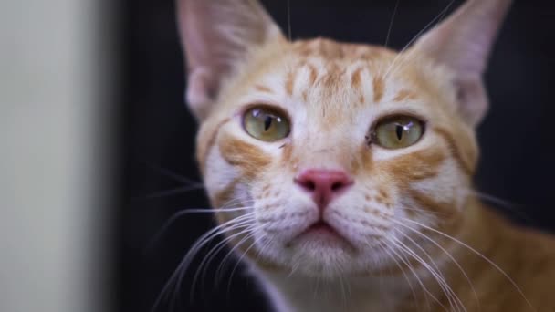 Индийская Порода Билли Известная Индийская Обыкновенная Кошка — стоковое видео