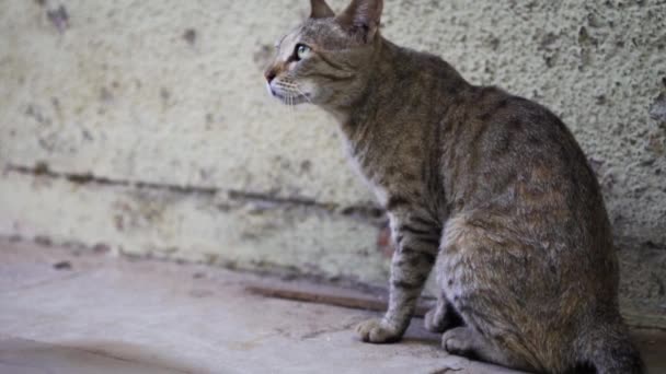 Indian Billi Breed Also Known Indian Common Cat — Wideo stockowe