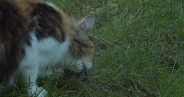 Norwegian Forest Cat Holding Leg Sparrow Eating His Organs Grass — Video