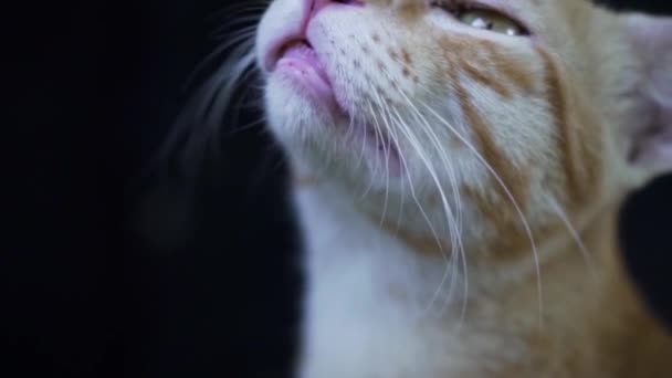 Индийская Порода Билли Известная Индийская Обыкновенная Кошка — стоковое видео
