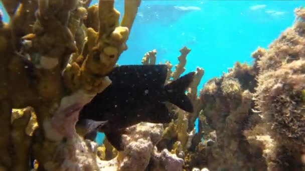 Рыбы Бразильского Кораллового Рифа — стоковое видео