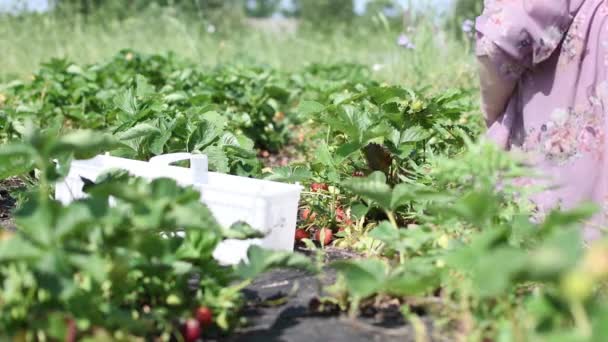 Woman Picking Fresh Red Natural Eco Biological Strawberry Fill White — Vídeos de Stock