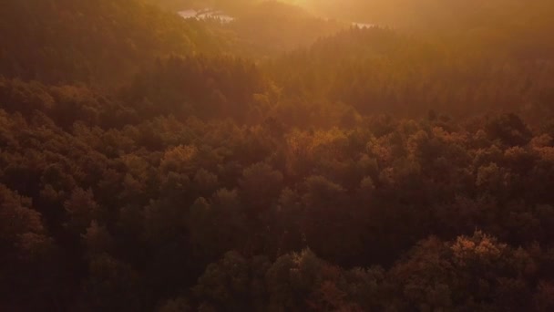 Aerial View Thick Forest Full Trees Illuminated Intense Sunset Light — Vídeo de Stock