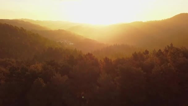 Letecký Pohled Stromové Baldachýny Hustém Lese Zaplavené Magickým Zlatým Světlem — Stock video