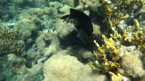 Beautiful Dark Fish Blue Spots Surrounded Coral Reef — Stock video