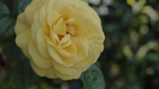 Žlutá Růže Plném Květu Růžovém Keři Zblízka — Stock video