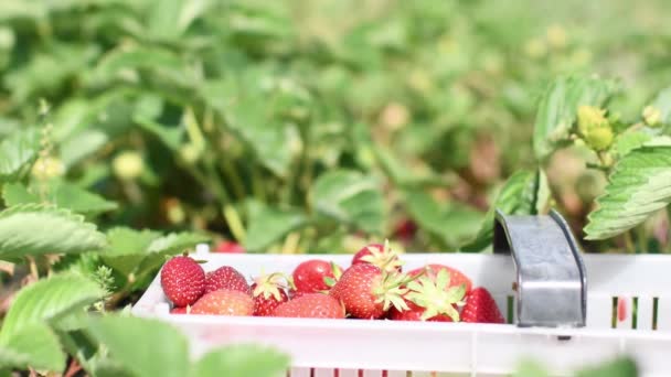Farmer White Hand Picking Red Fresh Strawberry Fill White Plastic — Vídeos de Stock