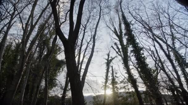 Dark Silhouette Dormant Trees Foliage Forest Mountain Range Background Sunset — Αρχείο Βίντεο