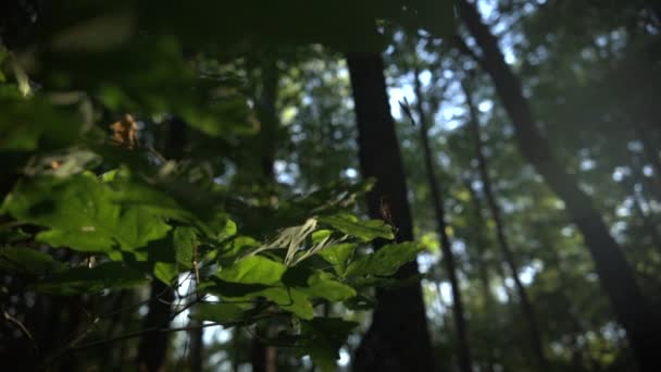 Pair Dragonflies Fluttering Tree Leaves — Video Stock