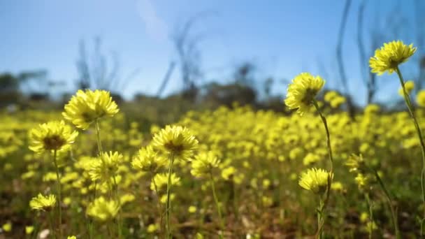 Pan Field Yellow Native Wildflowers Swaying Gently Western Australia — Vídeos de Stock