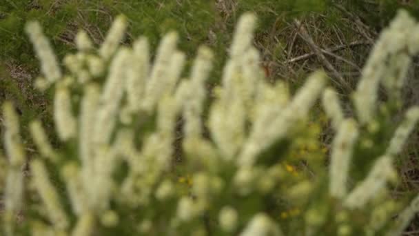Closeup Rack Focus White Australian Native Flowers Swaying — ストック動画