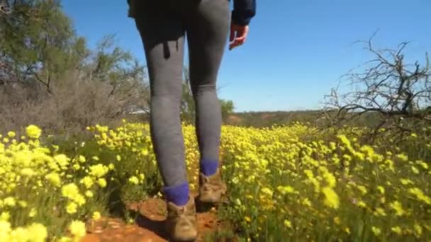 Hikers Feet Walking Trail Yellow Wildflowers Gnarled Trees Western Australia — 图库视频影像