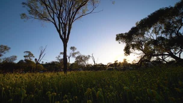 Static Shot Setting Sun Carpet Budding Wildflowers — Stockvideo