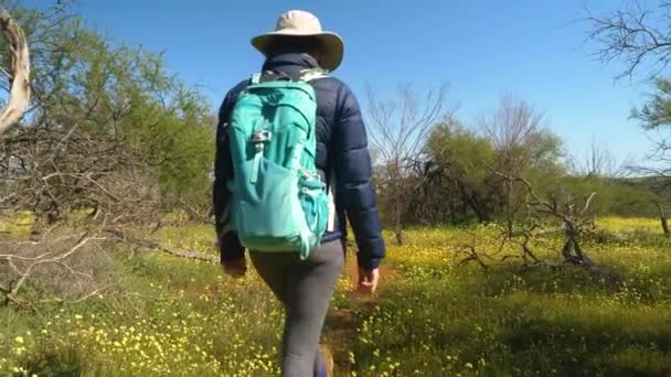 Hiker Walking Trail Yellow Wildflowers Gnarled Trees Western Australia — Αρχείο Βίντεο