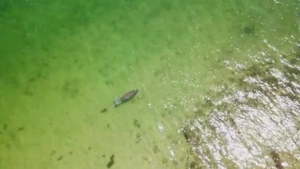 Manatee Swimming Clear Ocean Water Florida Breathing Air — Αρχείο Βίντεο